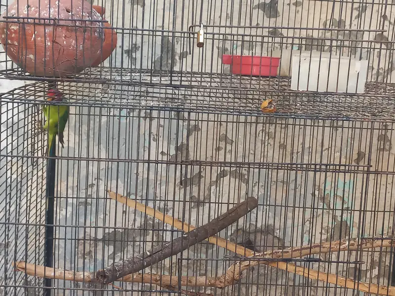 3 pair hain 1 male hai lovebirds. 1 plum head 3 year age male hai. — photo 4