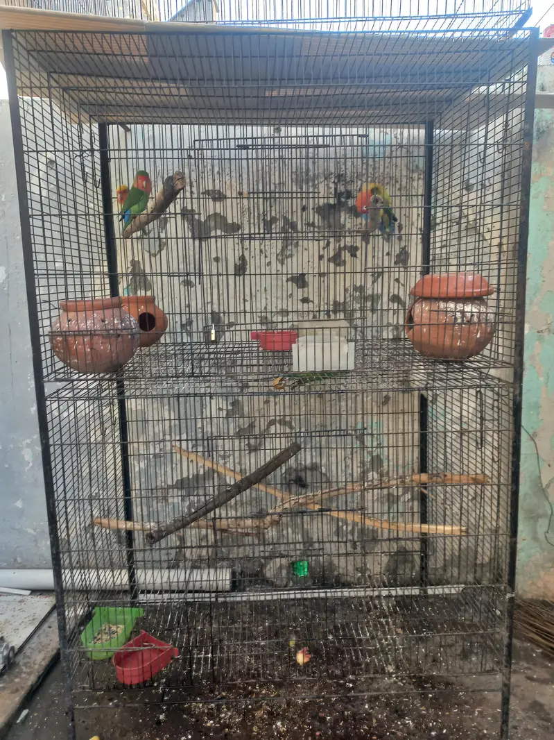 3 pair hain 1 male hai lovebirds. 1 plum head 3 year age male hai. — photo 5
