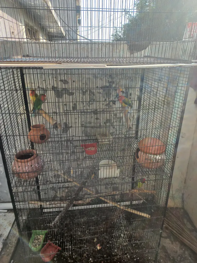3 pair hain 1 male hai lovebirds. 1 plum head 3 year age male hai. — photo 6