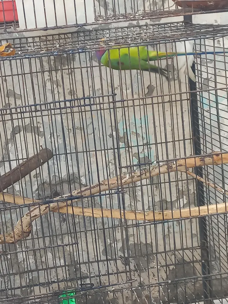 3 pair hain 1 male hai lovebirds. 1 plum head 3 year age male hai. — photo 7
