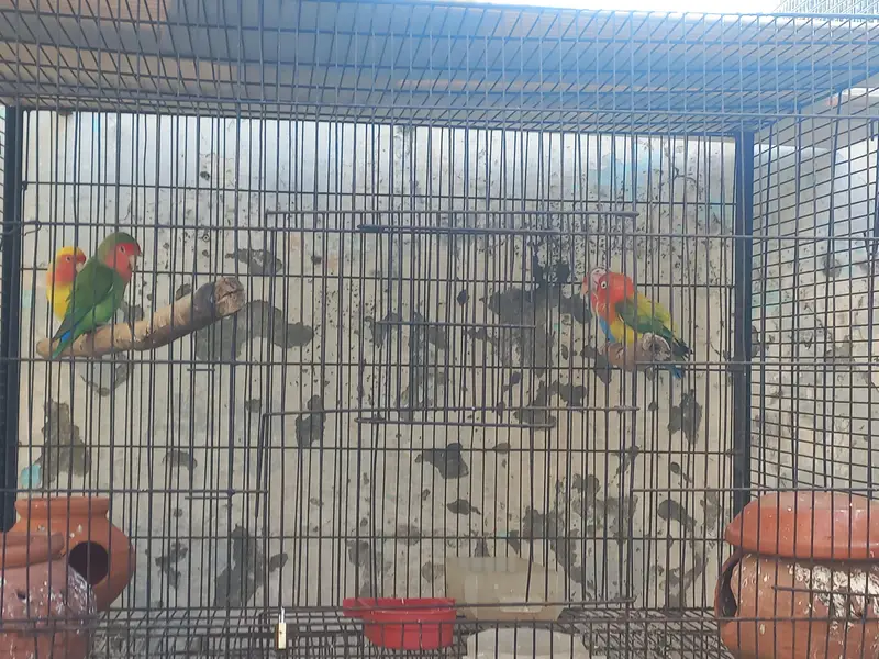3 pair hain 1 male hai lovebirds. 1 plum head 3 year age male hai. — photo 8
