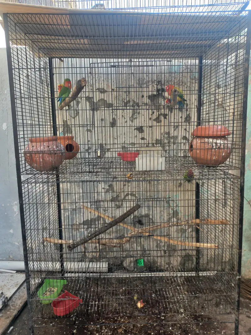 3 pair hain 1 male hai lovebirds. 1 plum head 3 year age male hai. — photo 9