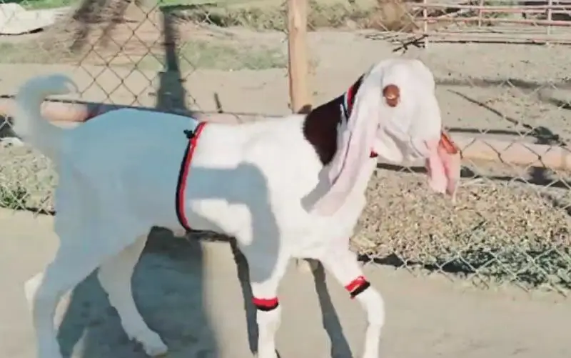 Bakra for sale call me+03233005470 — photo 2