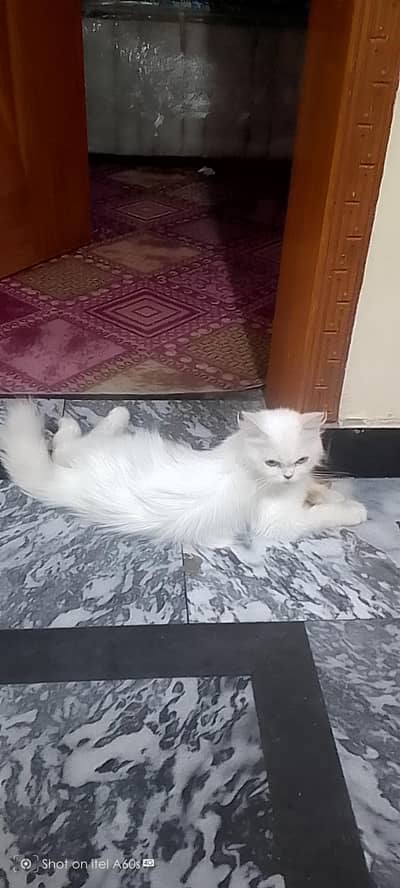 persion cat fore sale