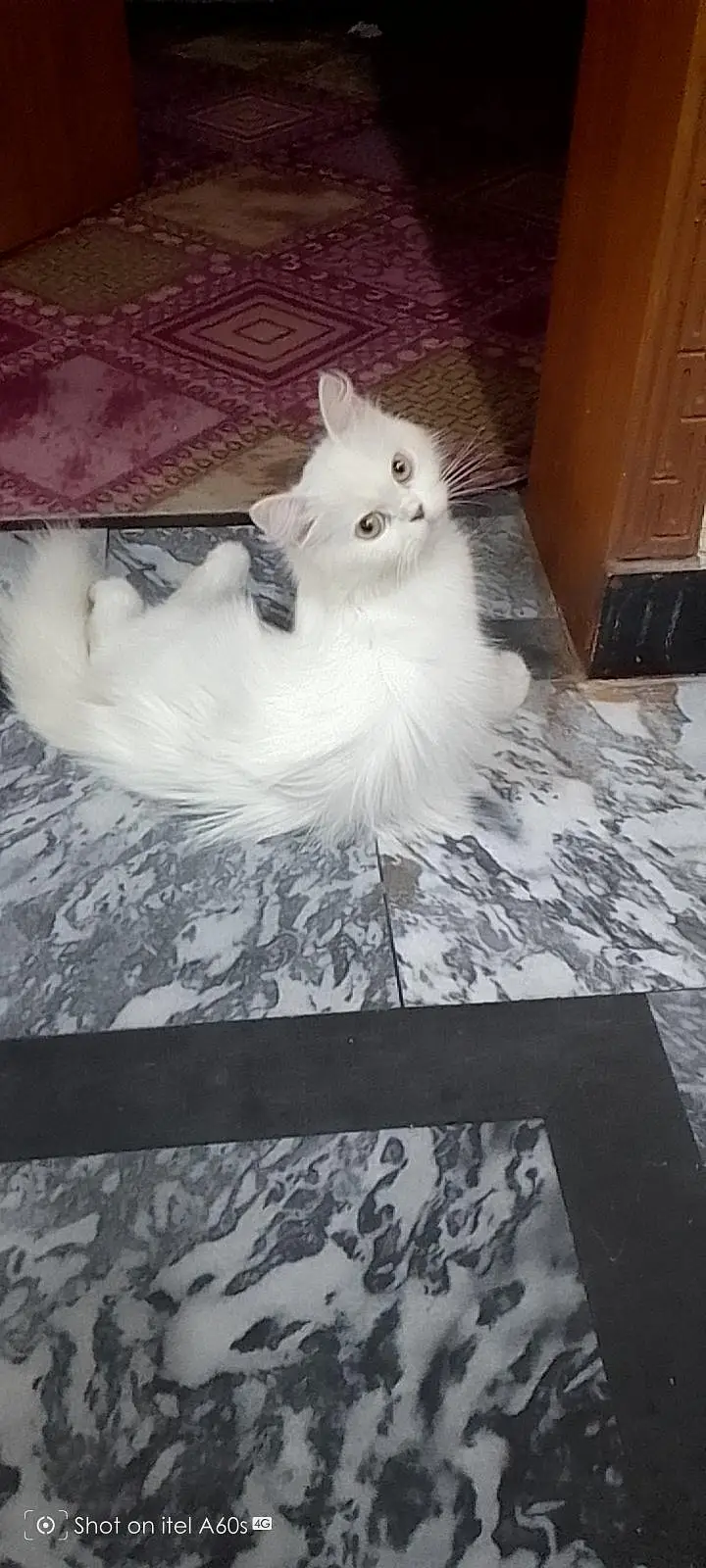 persion cat fore sale — photo 2