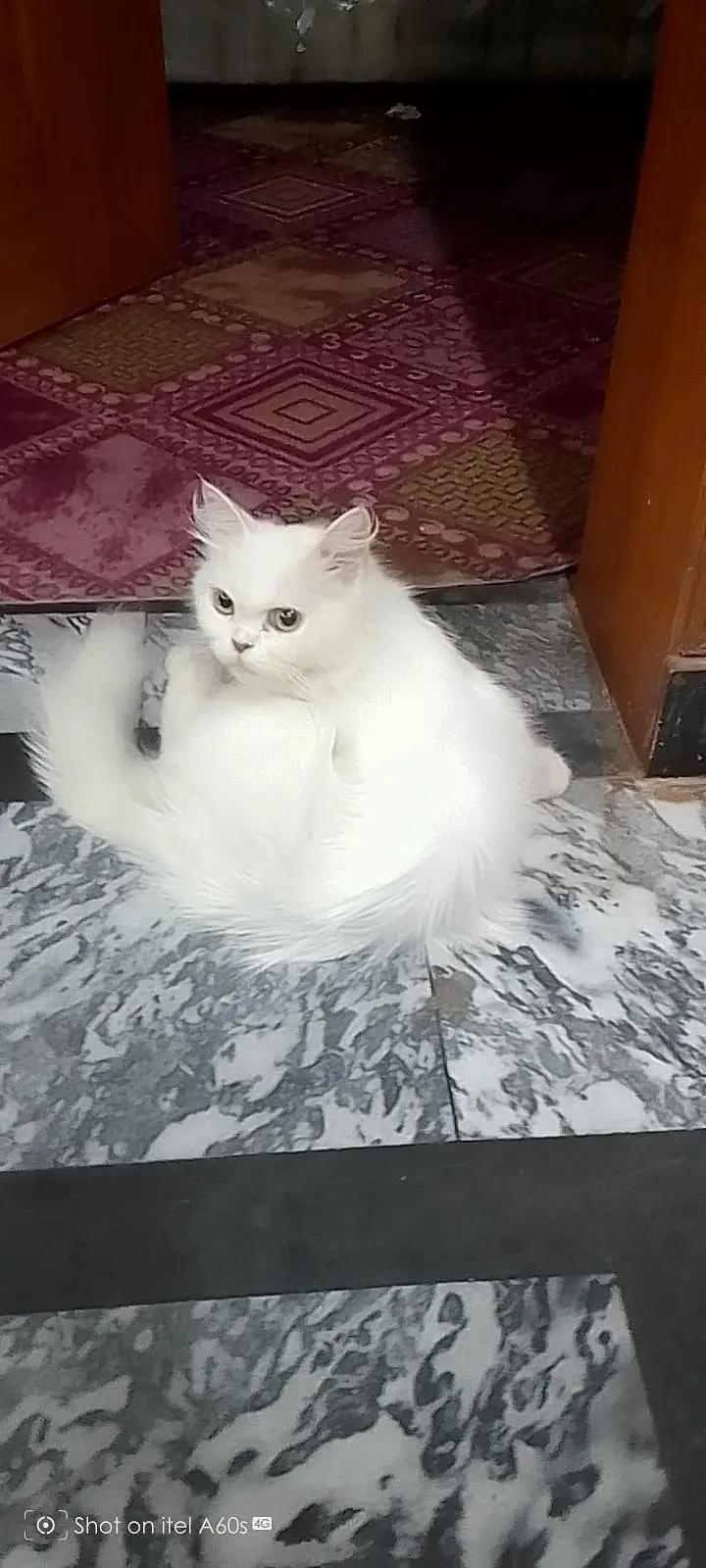 persion cat fore sale — photo 3