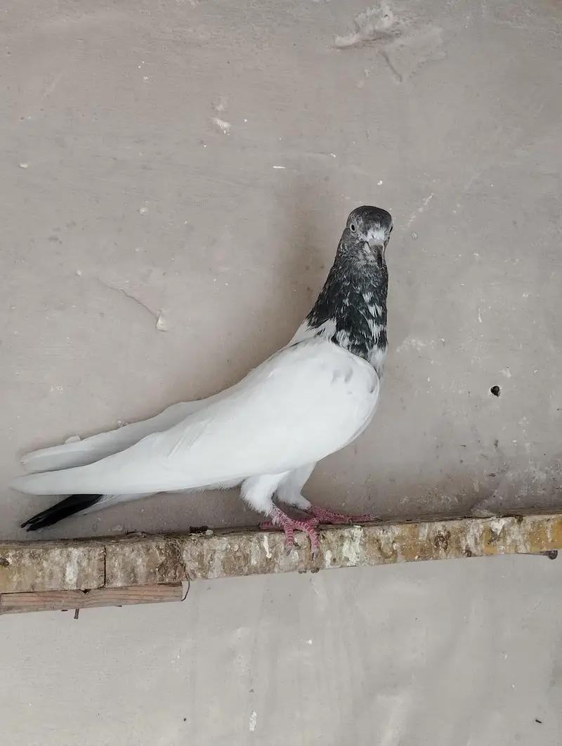 Breeder pigeons/pair/kabootar for sale/baby pigeons/bachy available — photo 2
