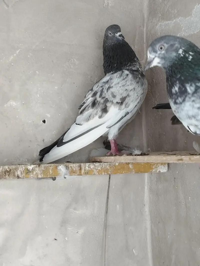 Breeder pigeons/pair/kabootar for sale/baby pigeons/bachy available — photo 3