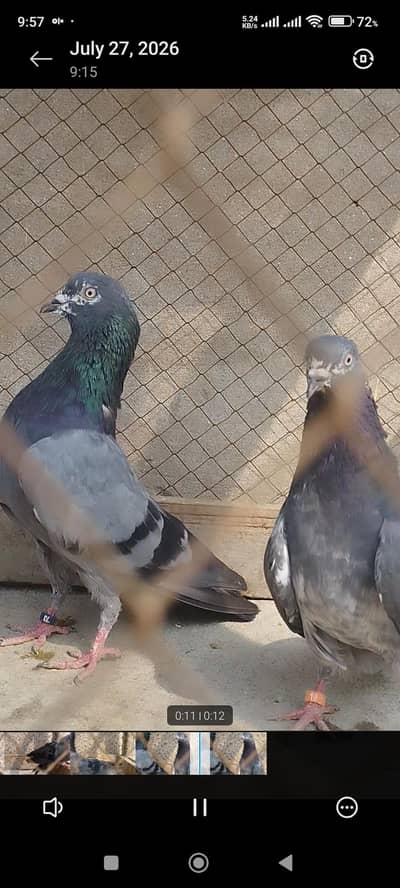 Breeder pigeons/pair/kabootar for sale/baby pigeons/bachy available
