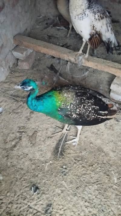 Black shoulder peacock