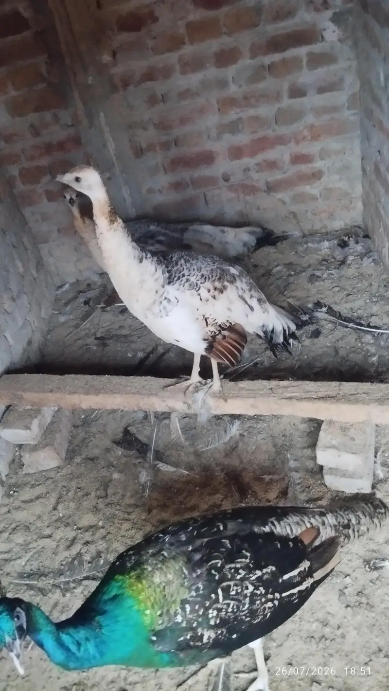 Black shoulder peacock — photo 2
