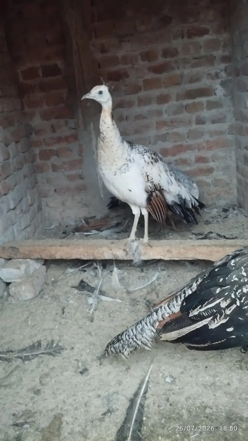 Black shoulder peacock — photo 4