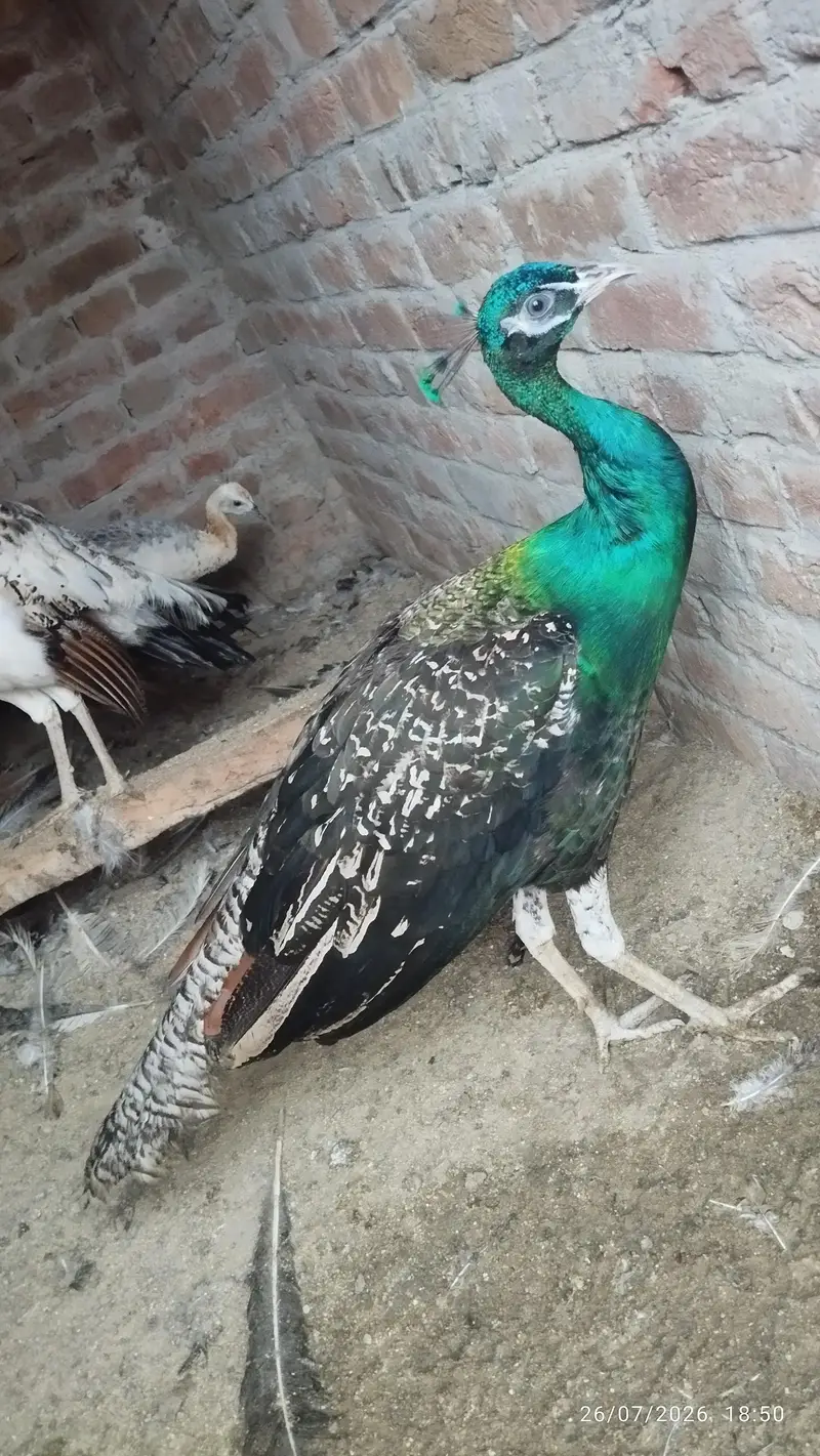 Black shoulder peacock — photo 6