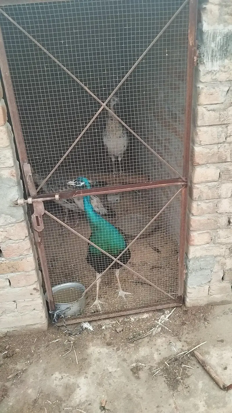 Black shoulder peacock — photo 7