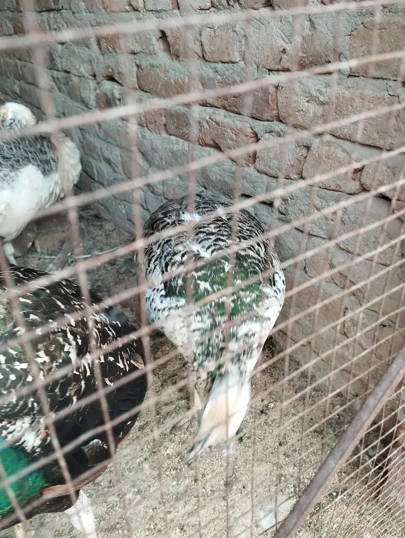 Black shoulder peacock — photo 8