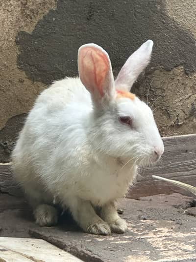 Rabbits male and female