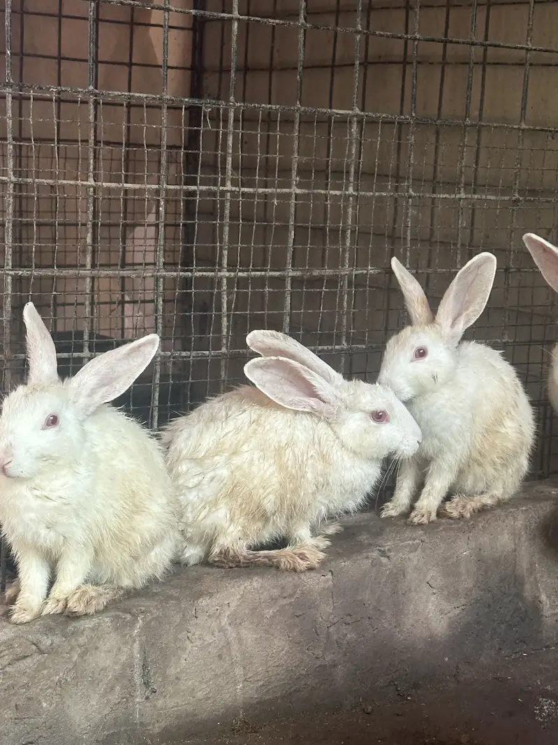 Rabbits male and female — photo 2
