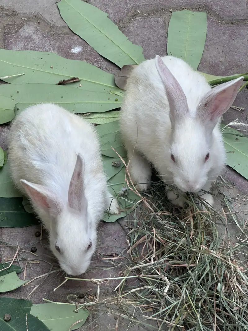 Rabbits male and female — photo 4
