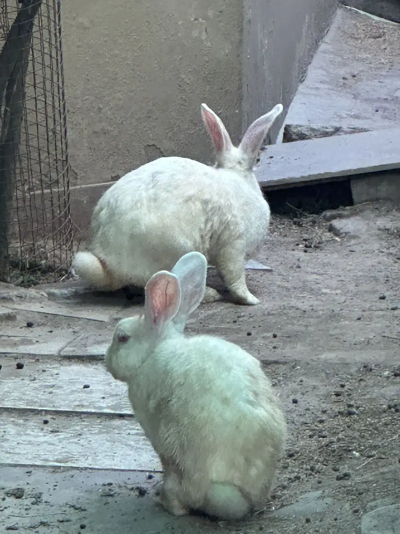 Rabbits male and female — photo 5