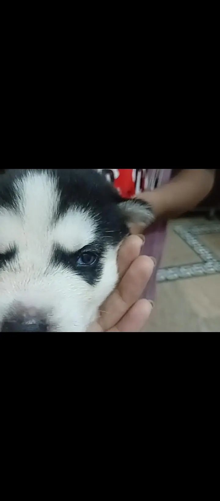 Siberian husky puppies — photo 2