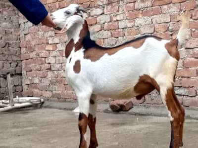 Desi Tedda Bakra sale 03454162260