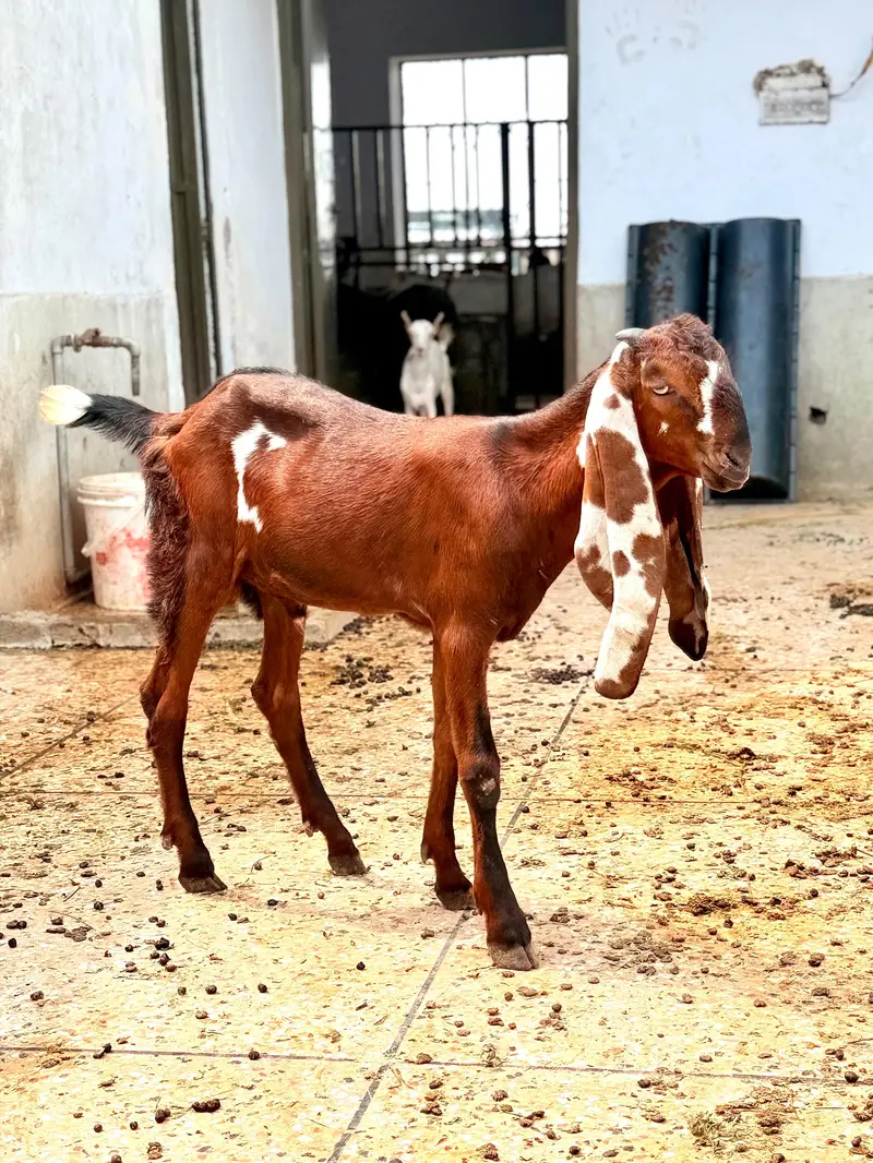 pure Beetal urgent sale — photo 2