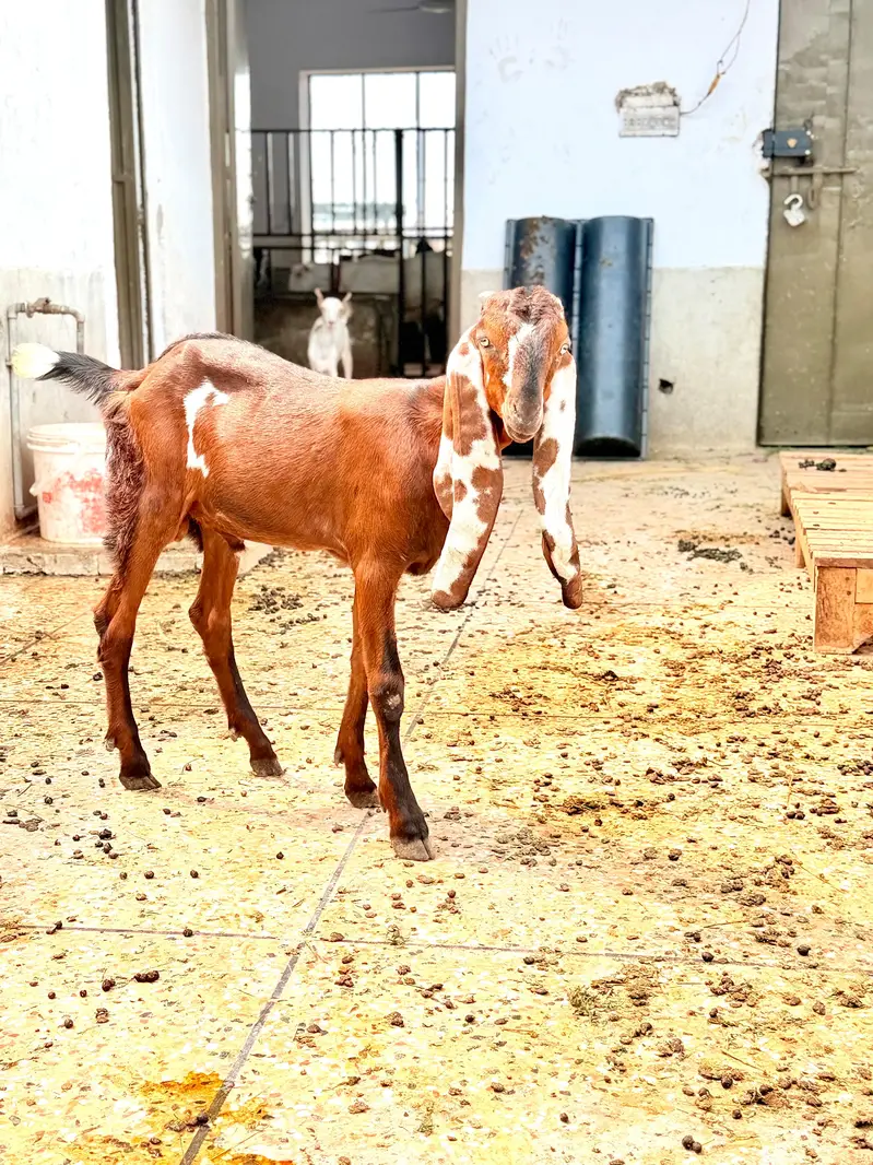 pure Beetal urgent sale — photo 3