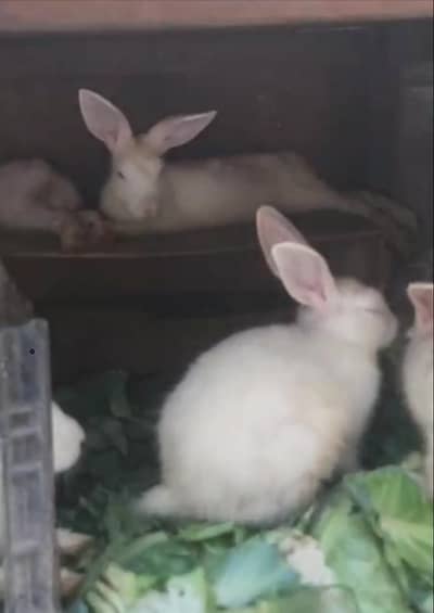 red eyz bunny