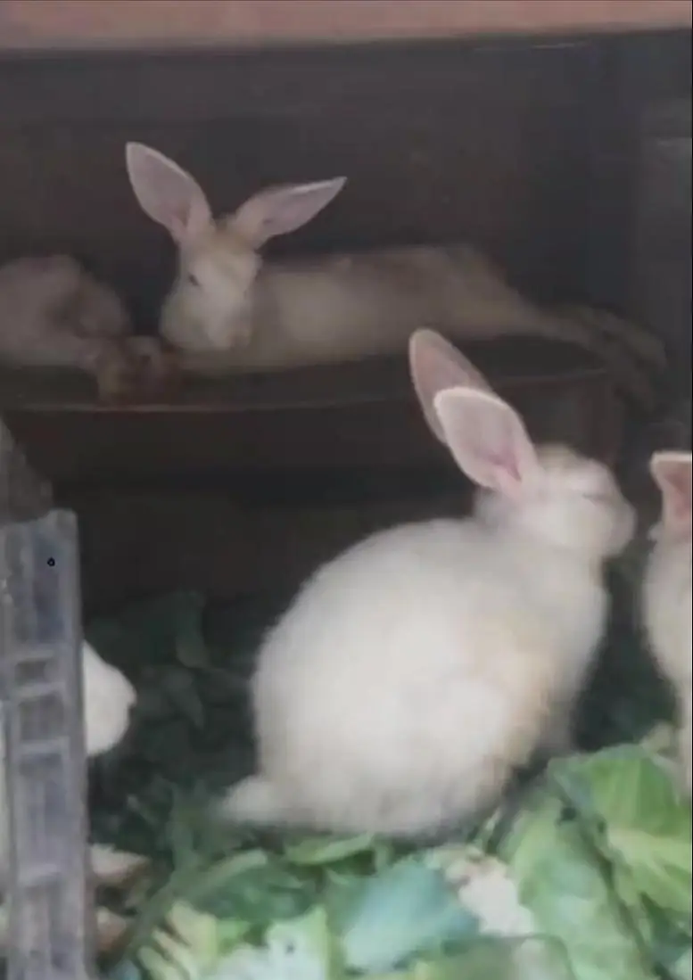 red eyz bunny