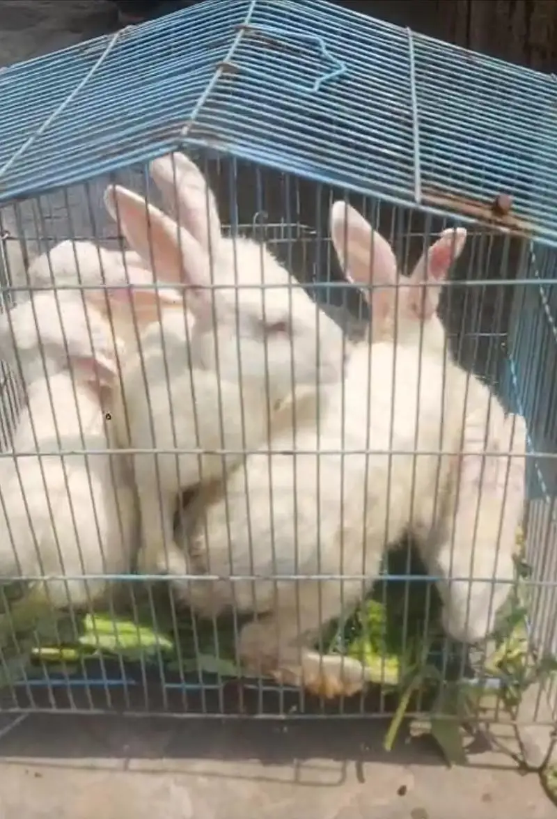 red eyz bunny — photo 2