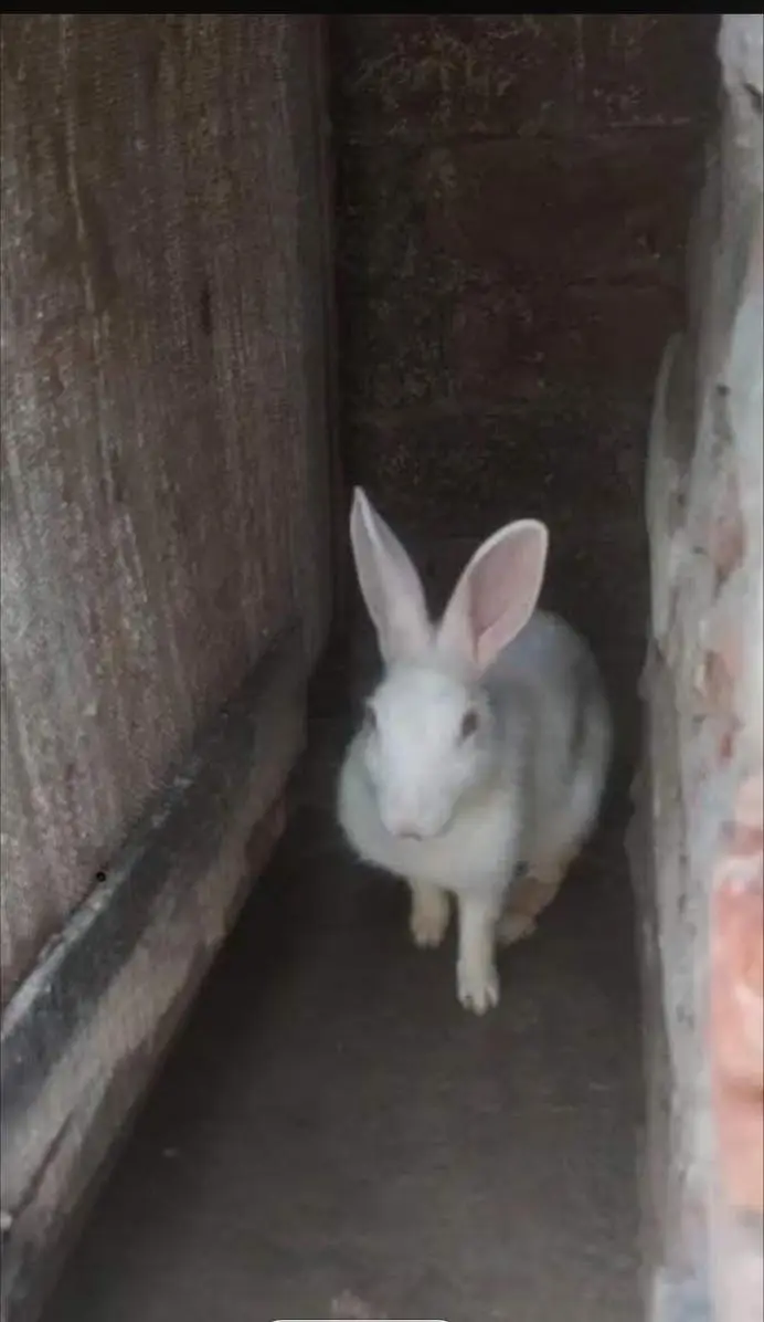 red eyz bunny — photo 3
