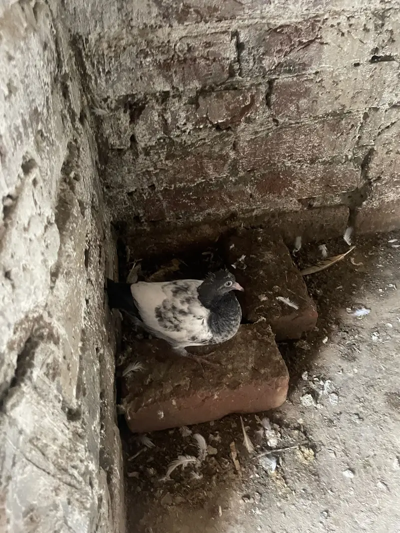 Qabtur — photo 2