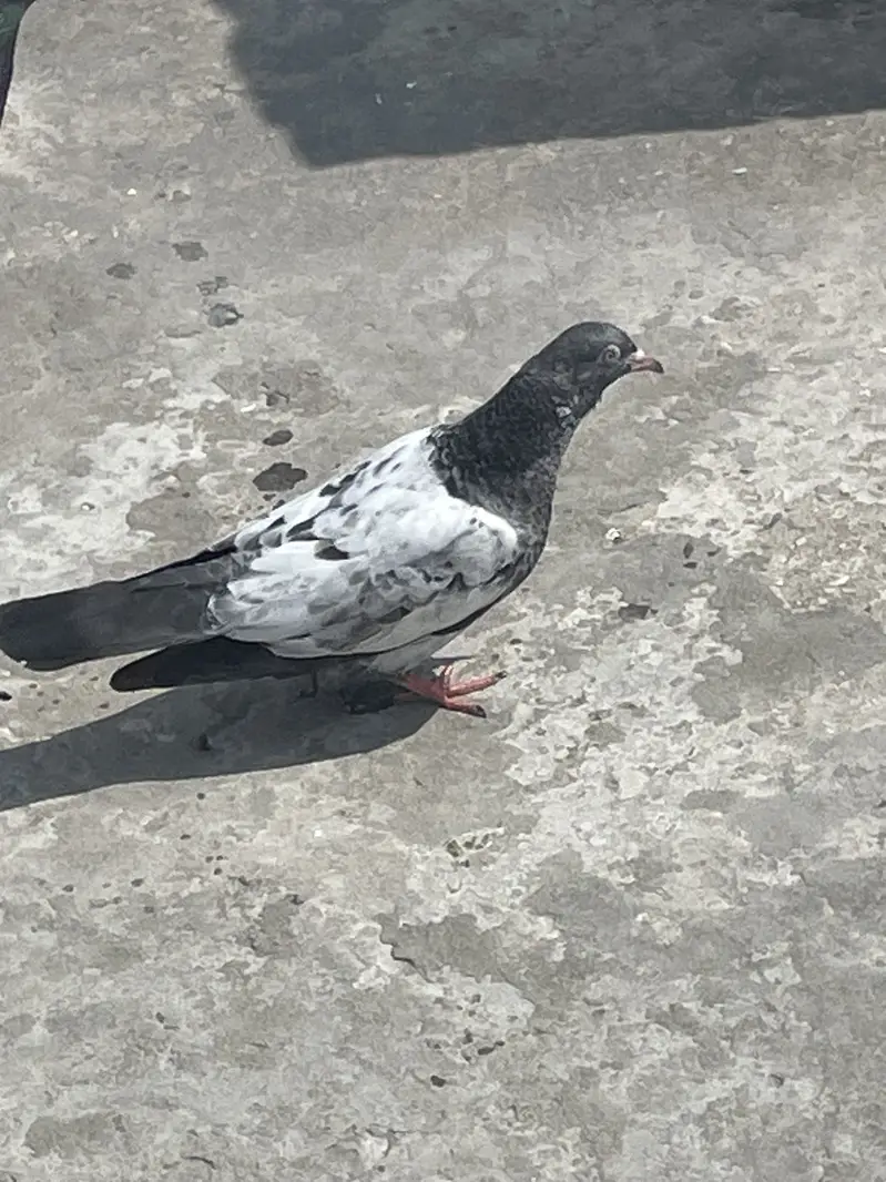 Qabtur — photo 5
