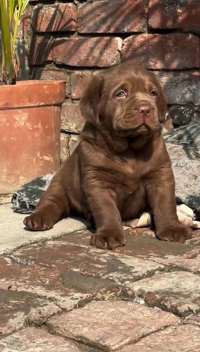 labrador puppy for sale