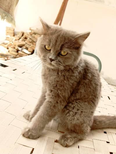 pershin cat