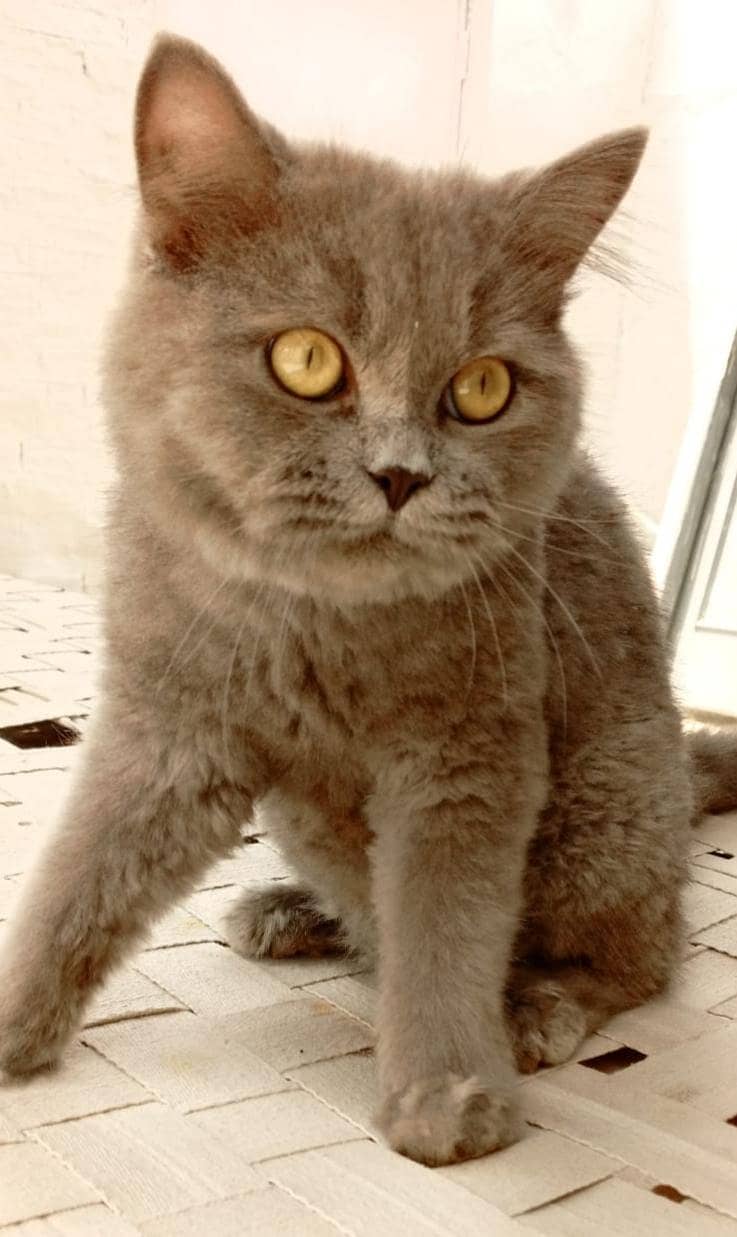 pershin cat 1