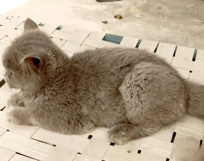 pershin cat — photo 3