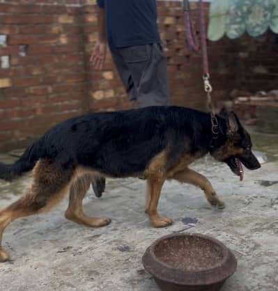 German shepherd breeder Female