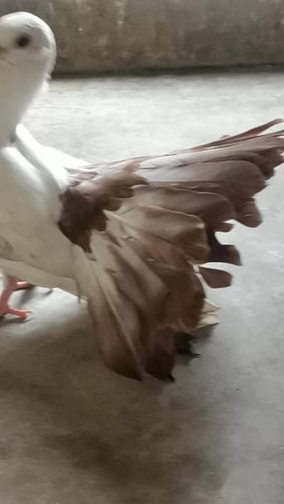 Brown tail pigeon