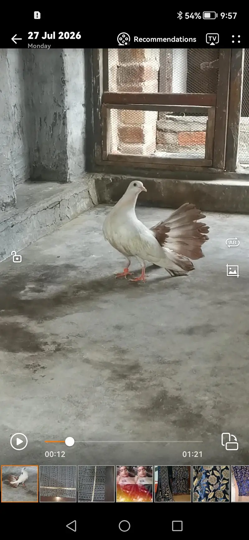 Brown tail pigeon — photo 2