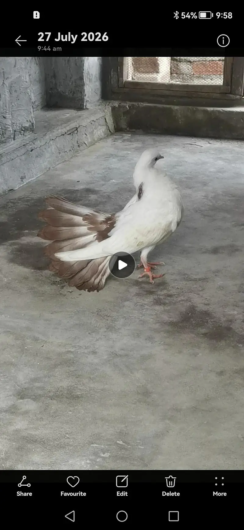Brown tail pigeon — photo 3