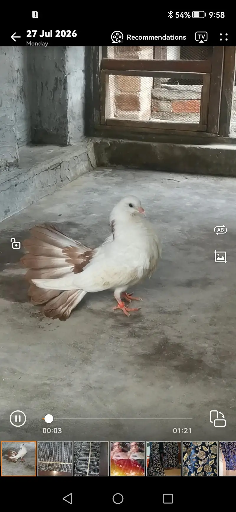 Brown tail pigeon — photo 4