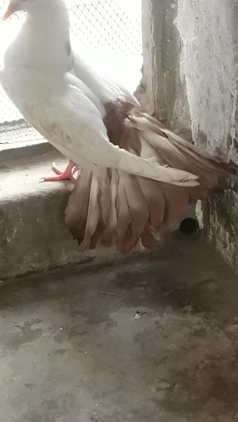 Brown tail pigeon — photo 5