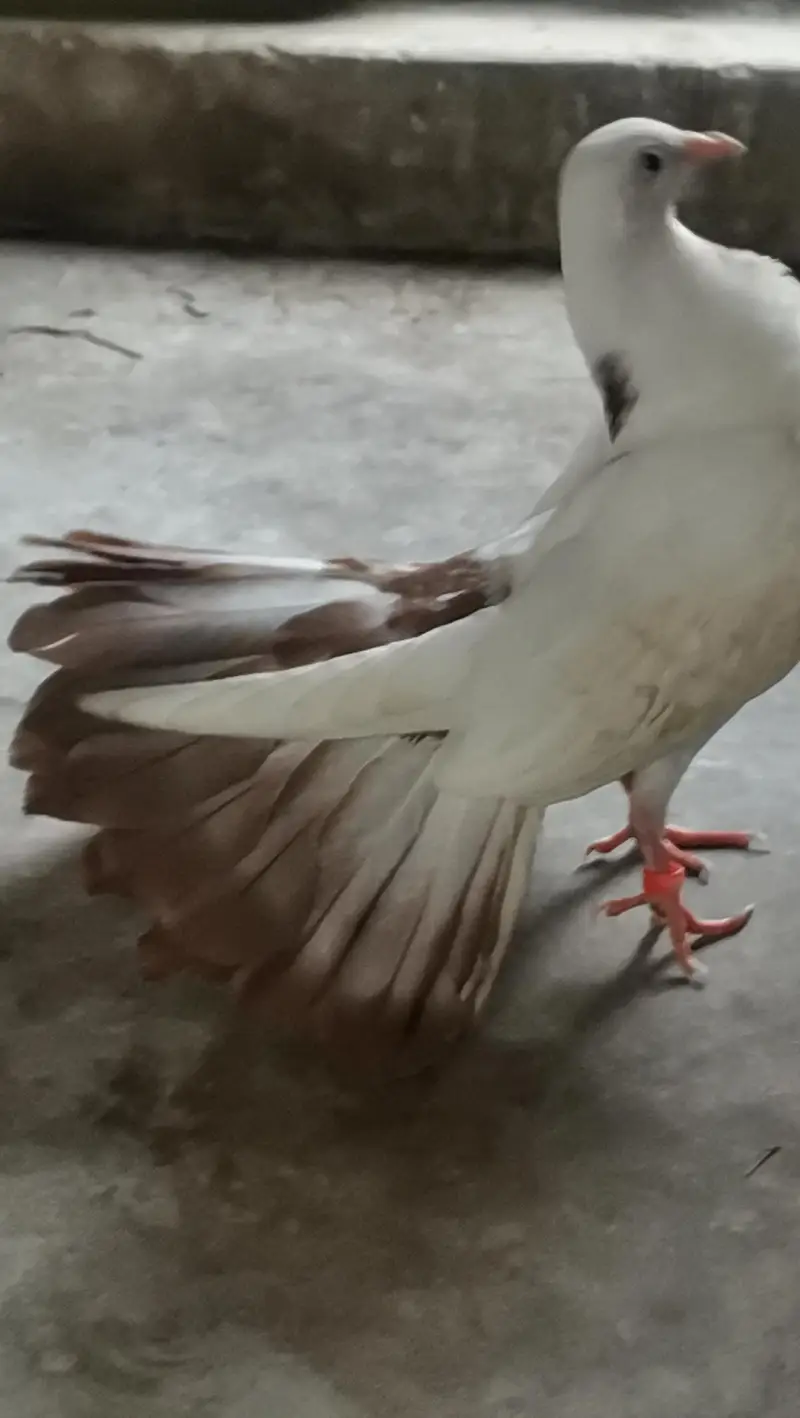 Brown tail pigeon — photo 7