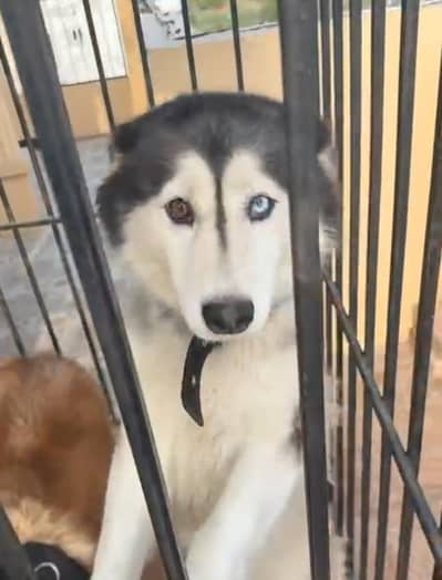 Pure Siberian Husky Puppy for Sale | Blue Eyes | Healthy & Playful