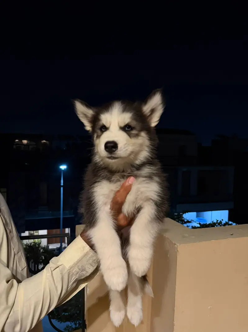 Pure Siberian Husky Puppy for Sale | Blue Eyes | Healthy & Playful — photo 3