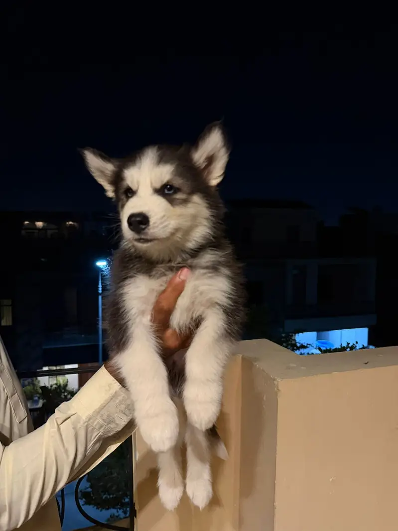 Pure Siberian Husky Puppy for Sale | Blue Eyes | Healthy & Playful — photo 4
