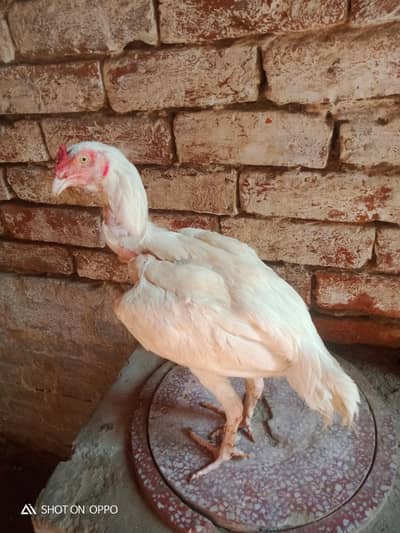 Aseel Heera 03170377493