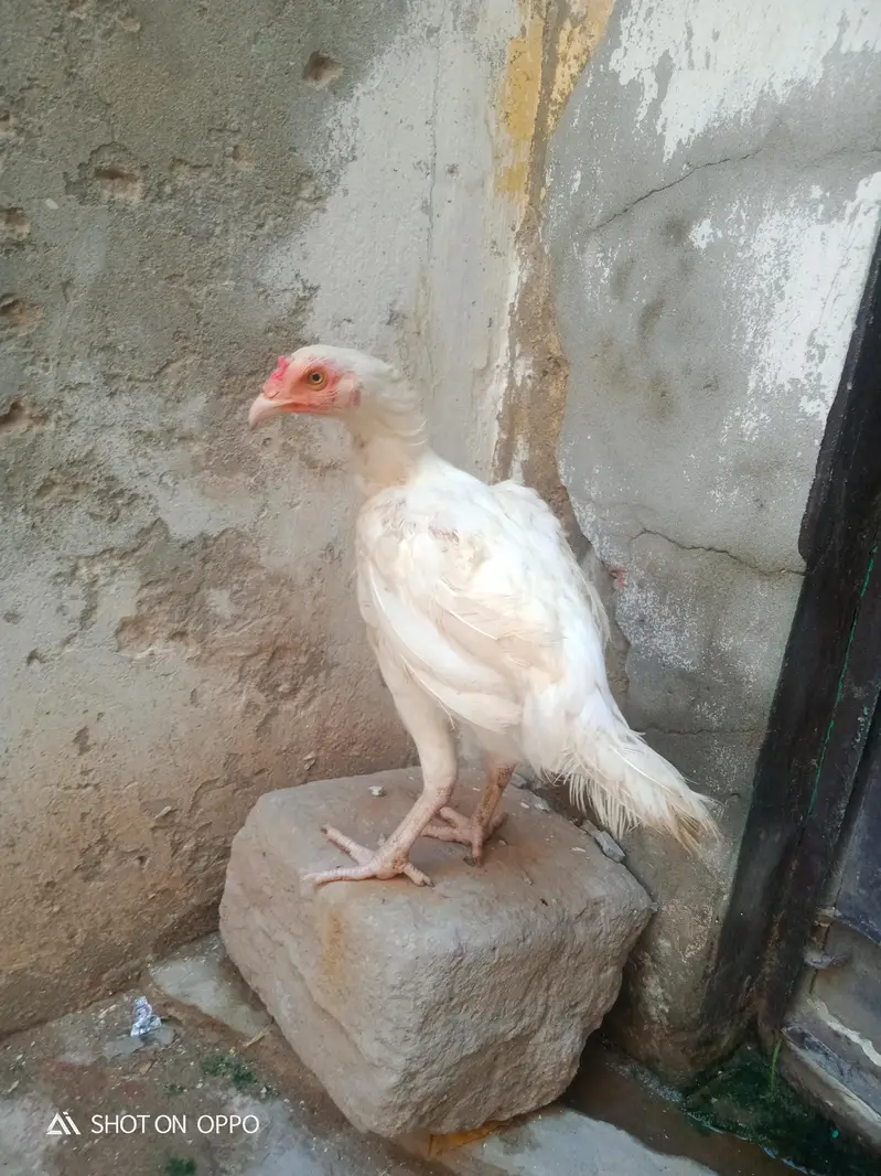 Aseel Heera 03170377493 — photo 2