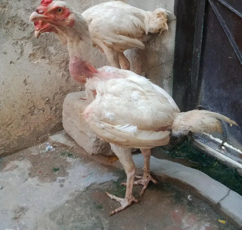 Aseel Heera 03170377493 — photo 3